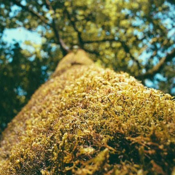 billy graham Quotes Tears,Guidance