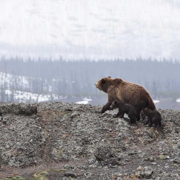 joseph wood krutch Quotes Wilderness,Human Spirit,Nature And Environment
