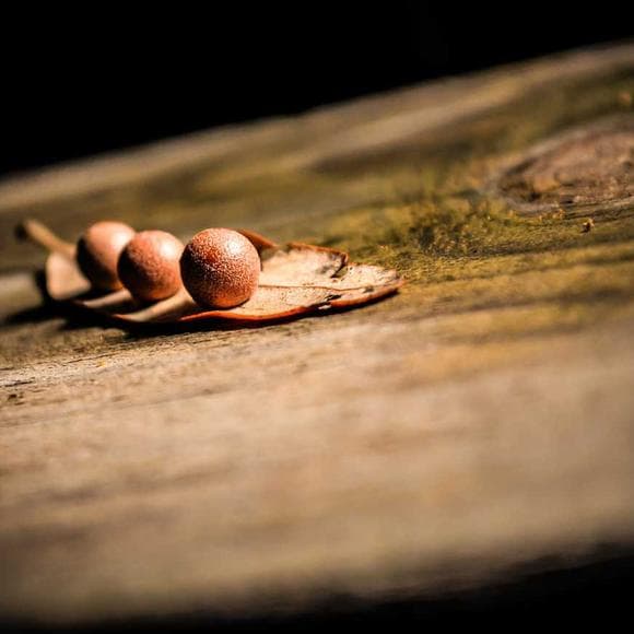 michel de montaigne Quotes Life And Death