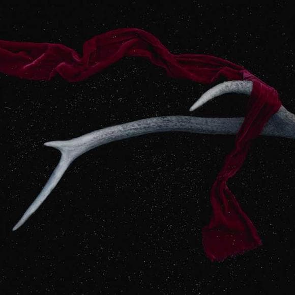 rumi Quotes Loss,Petals,Torn