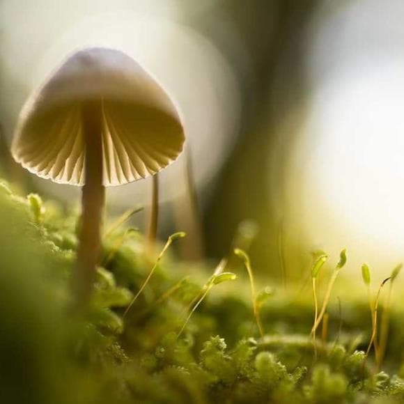 a. r. ammons Quotes Mushrooms