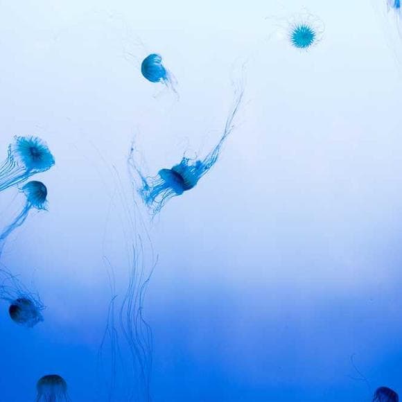 deepak chopra Quotes Physiology,Ocean,Spending Time