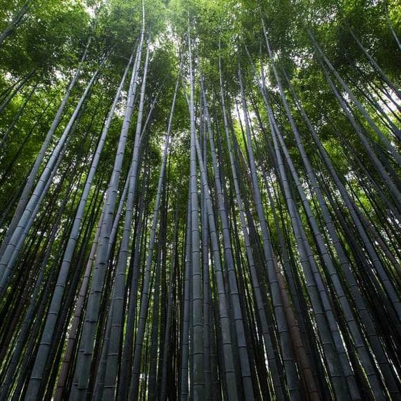 henry david thoreau Quotes Woods,Race,Pale