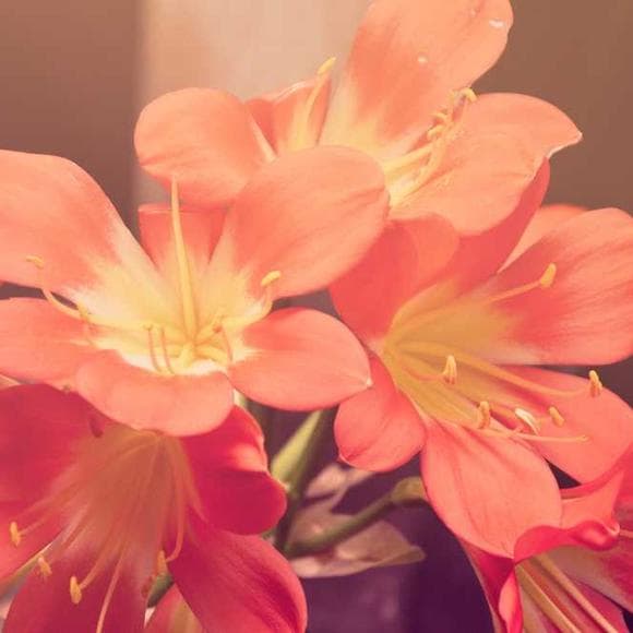 mitch albom Quotes Romance,Optimistic