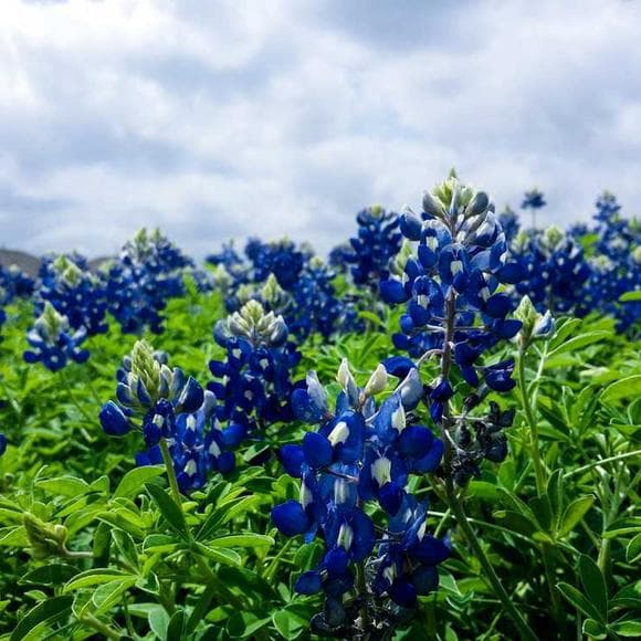 anna letitia barbauld Quotes Pale,Spring