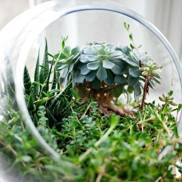 elizabeth smart Quotes Plant,Rebirth