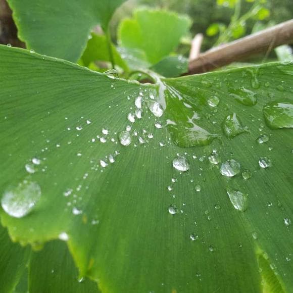 gordon lightfoot Quotes Rise Above,Rainy Day,Rainy
