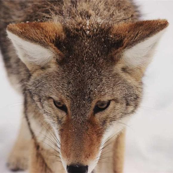 bill mollison Quotes Settling,Wilderness