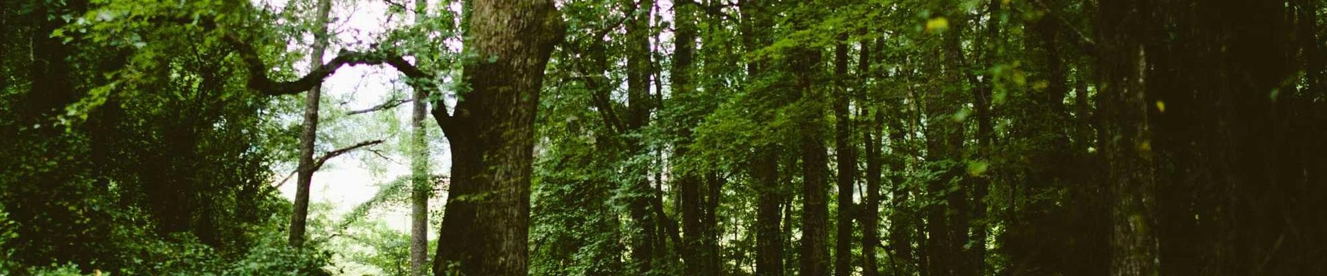 Best Nature