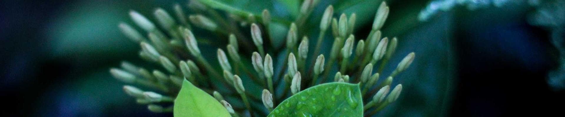 Laurels